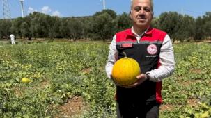 İzmir'in meşhur 'Çeşme Kavunu'nda hasat zamanı