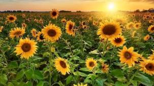 Karacabey Tarım İşletmesi'nden 1,75 milyon kg yağlık ayçiçeği ihalesi!