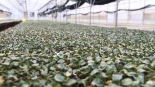 Ordu’da ilk kez üretildi: 200 bin fide dağıtıma hazır