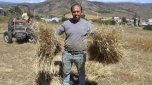 Ordu’da siyez buğdayı üretimi yüzde 1500 arttı