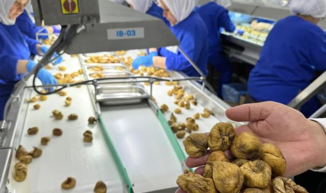 Kuru incir ihracatı 350 milyon doları aştı