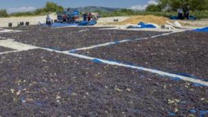 Coğrafi işaretle 'Gülnar Kuş Üzümü' değer kazandı