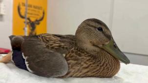 Kocaeli'de yorgun ördeğin yardımına Büyükşehir yetişti