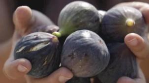 Mersin’de incir fidanları meyve vermeye başladı