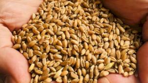 Muğla Milas'ta üreticilere karakılçık buğday tohumu