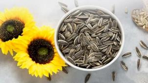 PAN-PA siyah çekirdek alımlarına başladı