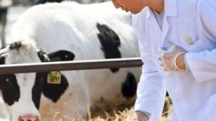 Veteriner harcamaları yıllık bazda rekor kırdı