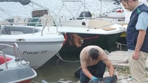 Yalova'da denizi kirleten iki belediyeye 'Çevre' cezası