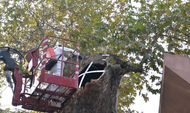 Bursa'da asırlık çınara koruma
