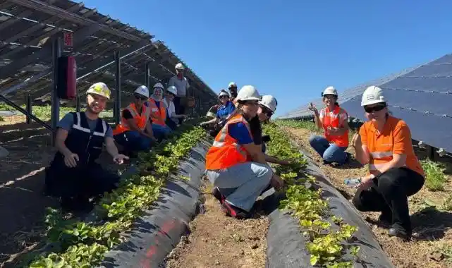 Enerjisa Üretim Agrivoltaik Tarım Uygulamaları ile 5 Ton Hasat Yaptı