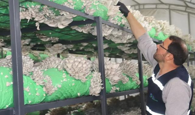 İzmit'ten 2,5 tonluk istiridye mantarı hasadı