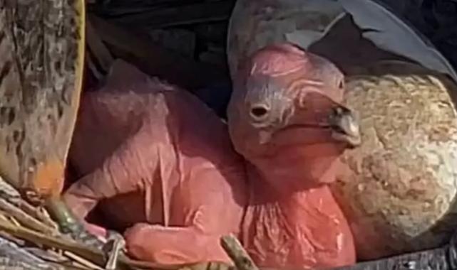 Manyas Kuş Cenneti’nde yeni hayat! Tepeli Pelikan yavruları yumurtadan çıktı