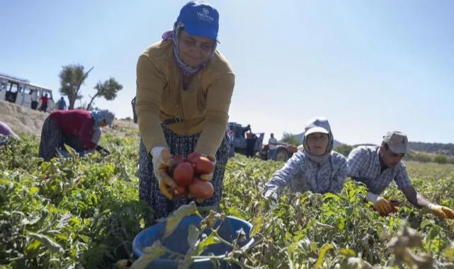 Mersin’de yüzde 70 hibeli domates fidesi desteği