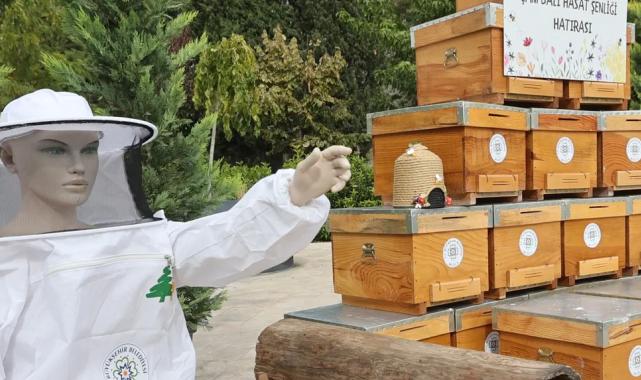 Muğla’da çam balı hasadı coşkuyla kutlandı
