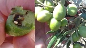 Bursa Mudanya'da zeytin üreticilerine takoz uyarısı