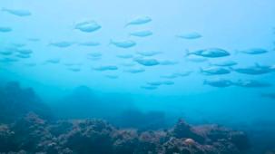 İzmit Körfezi’nde muhteşem değişim... Körfez yeniden can buldu