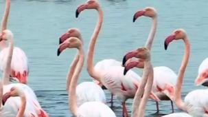 İzmit Körfezi’nde pembe dans