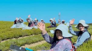 Kocaeli'de 1.140 dekarlık alanda biberiye zamanı