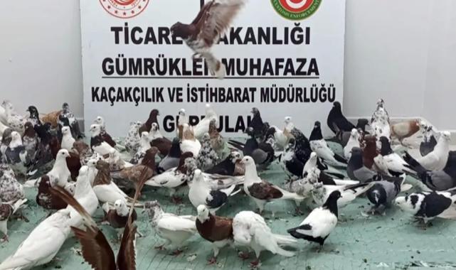 Ticaret'te 'kanatlı' operasyon! Gürbulak'ta 85 'Cancan' ele geçirildi