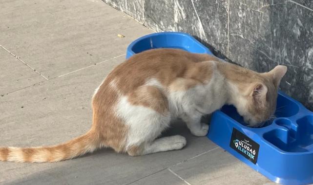 Uludağ Elektrik'in projesi sokak hayvanlarına umut oluyor