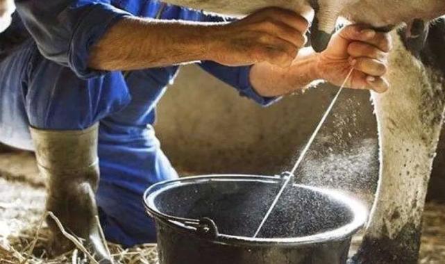 Eylül'de inek sütü yüzde azaldı, ayran ve kefir üretimi arttı