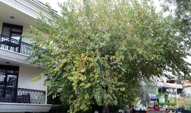 İstanbul Maltepe’de budama çalışmaları başladı