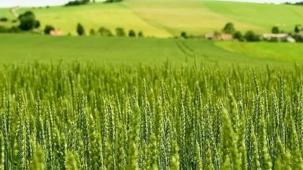 Tarım-ÜFE yıllık yüzde 45,40 arttı!