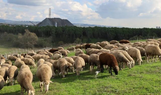 Kocaeli'de damızlık koç desteğiyle kuzulama oranları artıyor