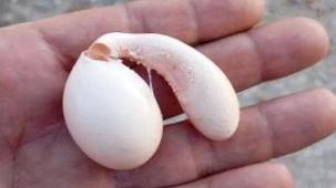 Adıyaman’da tavuğun yumurtası şaşırttı!