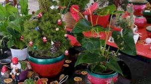 Başkentte bitki evleri görsel şölene dönüştü