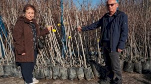 Kocaeli 3 bin 600 Trabzon hurması fidanı dağıtıyor