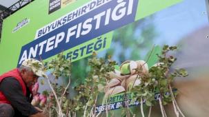 Konya'da antep fıstığı üretimi yaygınlaşıyor