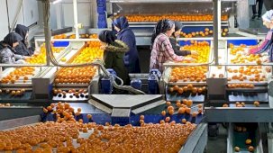 Mandalina ihracatı tarih yazıyor!