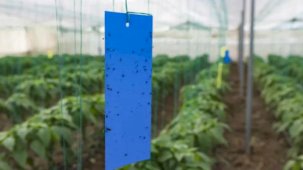 Mersin'de üreticilere sera ipi ve yapışkanlı tuzak desteği