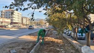 Muğla Milas'ın dört bir yanı yeşile bürünüyor