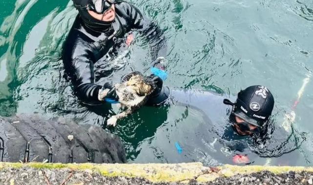 İzmir'de iskele altında sıkışan kediyi itfaiye kurtardı