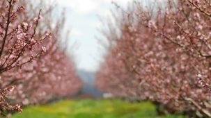 Bakan Yumaklı: “Meyve ve Sebzelerde Don Riskine Karşı Kapsamı Genişletiyoruz”