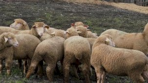 Balıkesir Büyükşehir’den çiftçiye destek