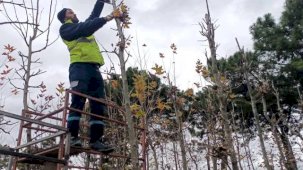 On binlerce bitki Kocaeli fidanlığında yetişiyor
