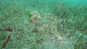 Prof. Dr. Sarı'dan Belediye Başkanlarına çağrı: Marmara için denize inin!