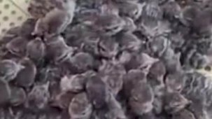 Yılın ilk keklik yavruları yumurtadan çıktı