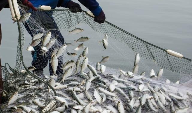 Su ürünleri ihracatta 4 Milyar Doları aştı!