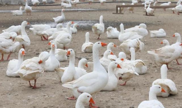 Ordu’da kaz yetiştiriciliği büyüyor