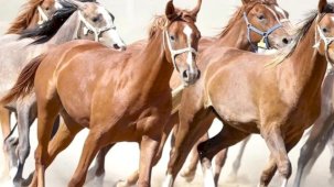 '100 milyon TL'lik tay kayıp' denilmişti... TİGEM'den açıklama geldi!