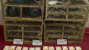 2025'te kaçak canlı hayvan ticareti darbe yedi... 85 bin 342 hayvan ele geçirildi