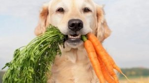 Araştırmalar: Köpeklerin beslenme alışkanlığını değiştirmek, gezegen için insanlarınkine göre daha büyük etki oluşturabilir