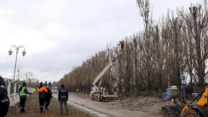 Ekolojik ömrünü tamamlayan kavaklar yerini çınarlara bırakıyor