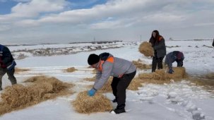 Kayseri Büyükşehir'den dilsiz dostlara merhamet eli