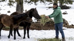 Mersin’de yılkı atlarına kış desteği