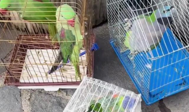 Eminönü'nde petshop denetimi... 39 papağan koruma altında
